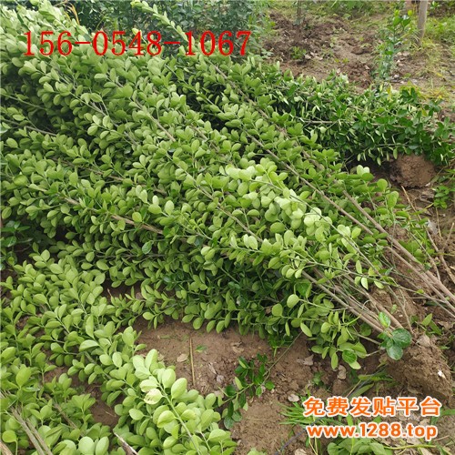 ABUIABACGAAg-vK7_AUo4Iud4Acw6Ac46Ac_副本
